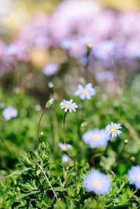 Bloom
