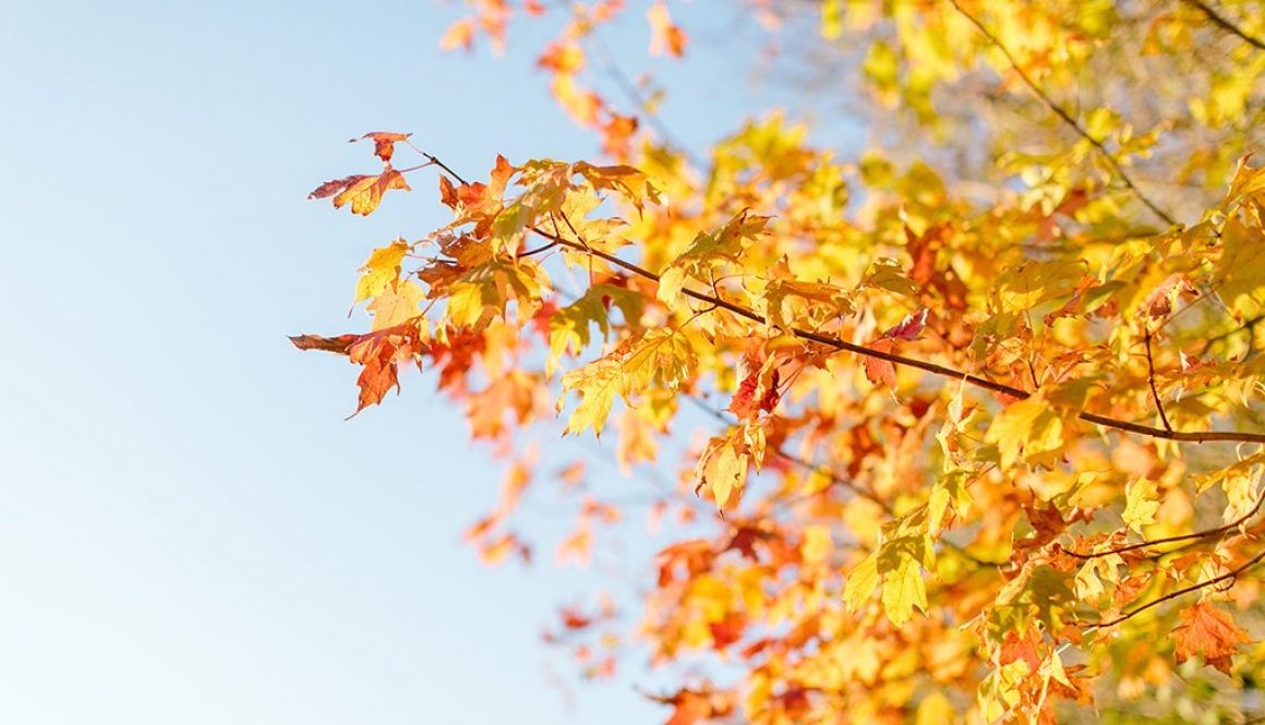 Episode 18: How to use seasons in your business to help you become iconic