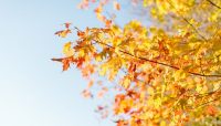 Episode 18: How to use seasons in your business to help you become iconic