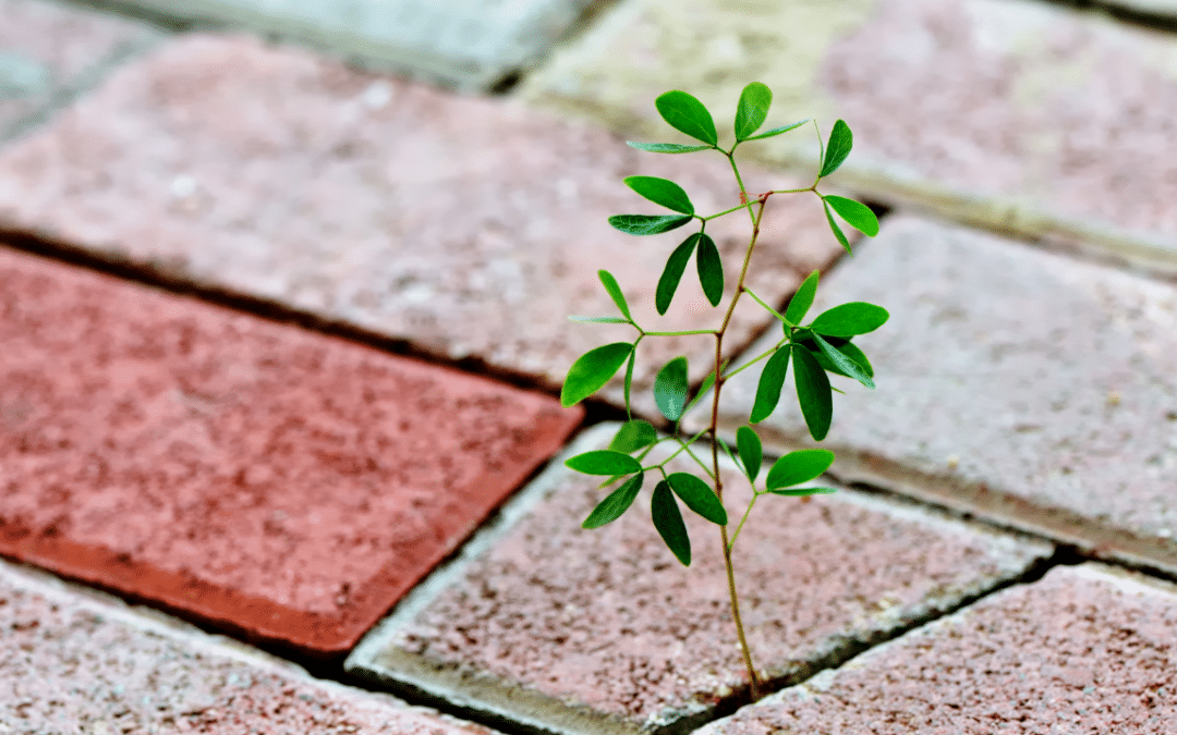 Episode 182 – Facing Adversity in Entrepreneurship